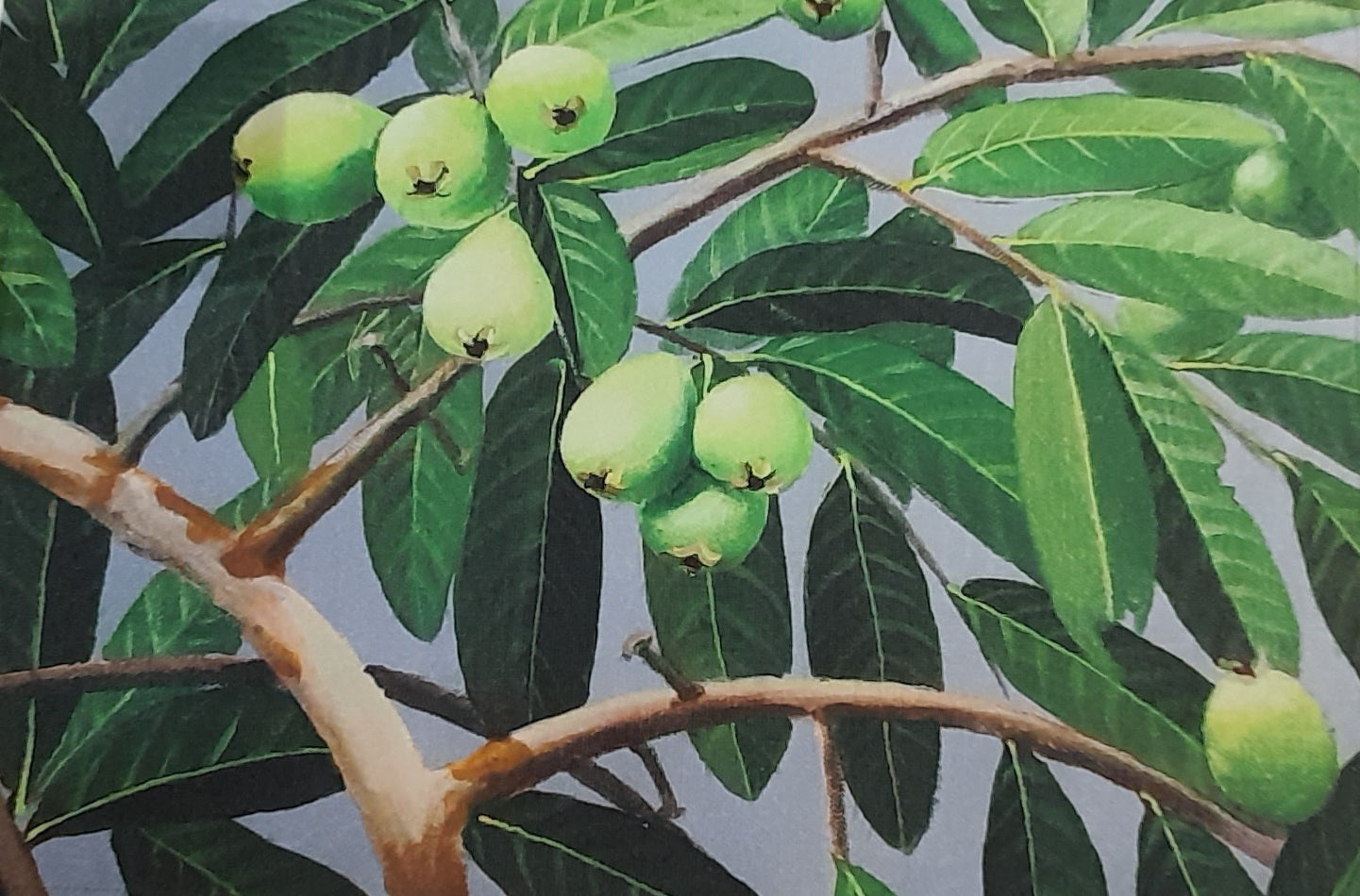 Fabric Table Mats The Cinnamon Store